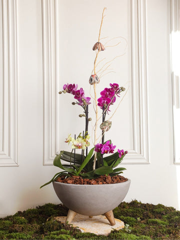 Arreglo de Orquideas Magic Monarca (Sólo en Medellín)