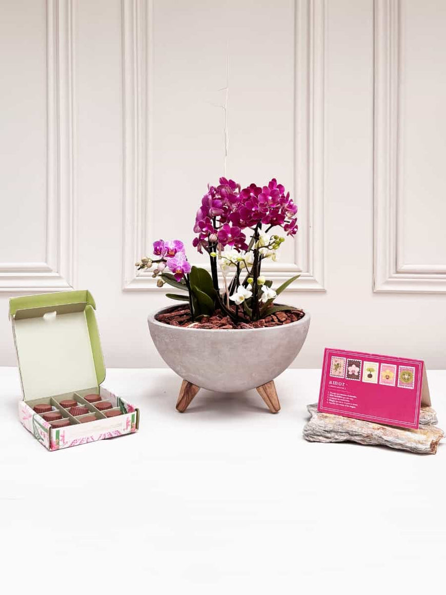 Por navidad 🎄🎅todos los pedidos de orquídeas grandes van con una  calendario de regalo 🎁 con un qr que puedes escanear y te llevara a un  blog con todos los cuidados que necesitas para cuidar las ..., image size:870x1160