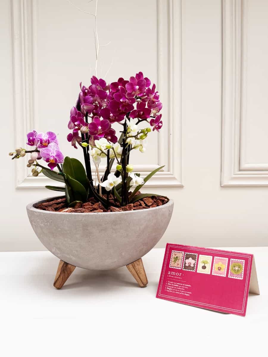 Kit de Orquídeas Mi Historia Favorita (Solo en Medellín)