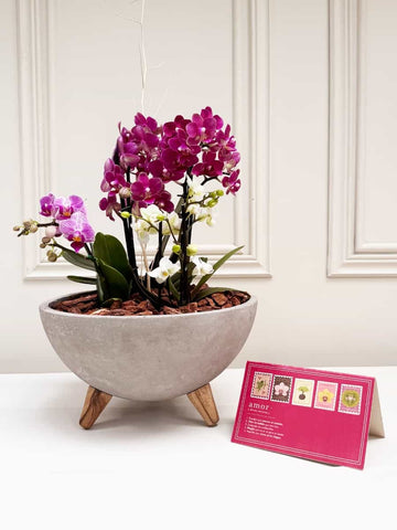Kit de Orquídeas Mi Historia Favorita (Solo en Medellín)
