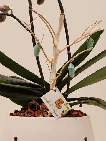 Orquídea con 3 Crisalidas, Transformación Sublime