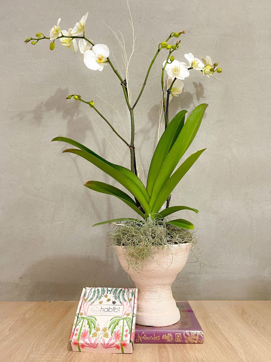 Orquídea en Matera Copa con Trufas (Solo en Medellín)