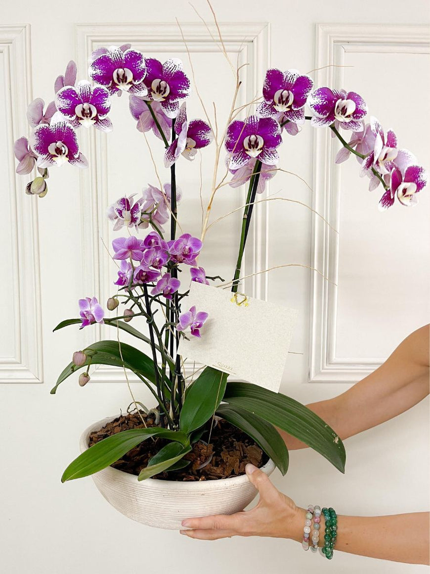 Arreglos de Flores con Orquídeas – Habibi, image size:870x1160