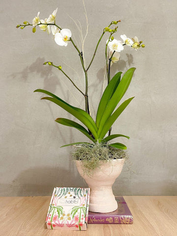 Orquídea en Matera Copa con Trufas (Solo en Medellín)