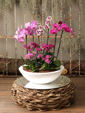 Arreglo Orchid Oasis XXL (Solo en Medellín)