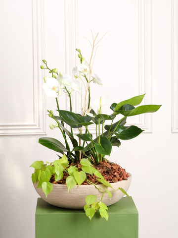 Arreglo de Orquídeas Faisán (Solo en Medellín)