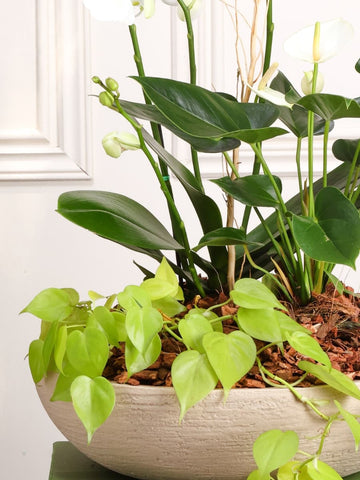 Arreglo de Orquídeas Faisán (Solo en Medellín)