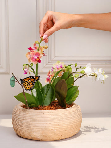 Arreglo Kilimanjaro con Orquideas Baby