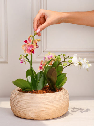 • Arreglo Kilimanjaro con Orquideas Baby