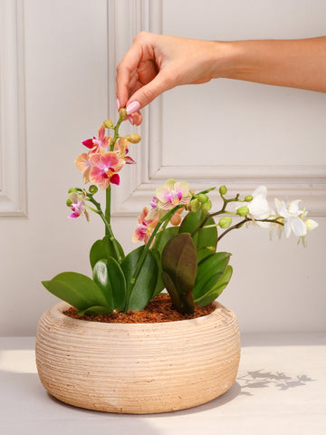 Arreglo Kilimanjaro con Orquideas Baby