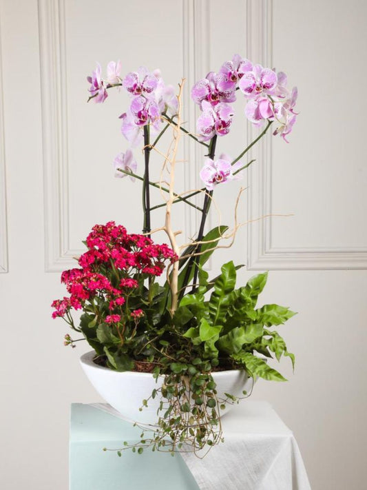 Día de la Mujer Habibi