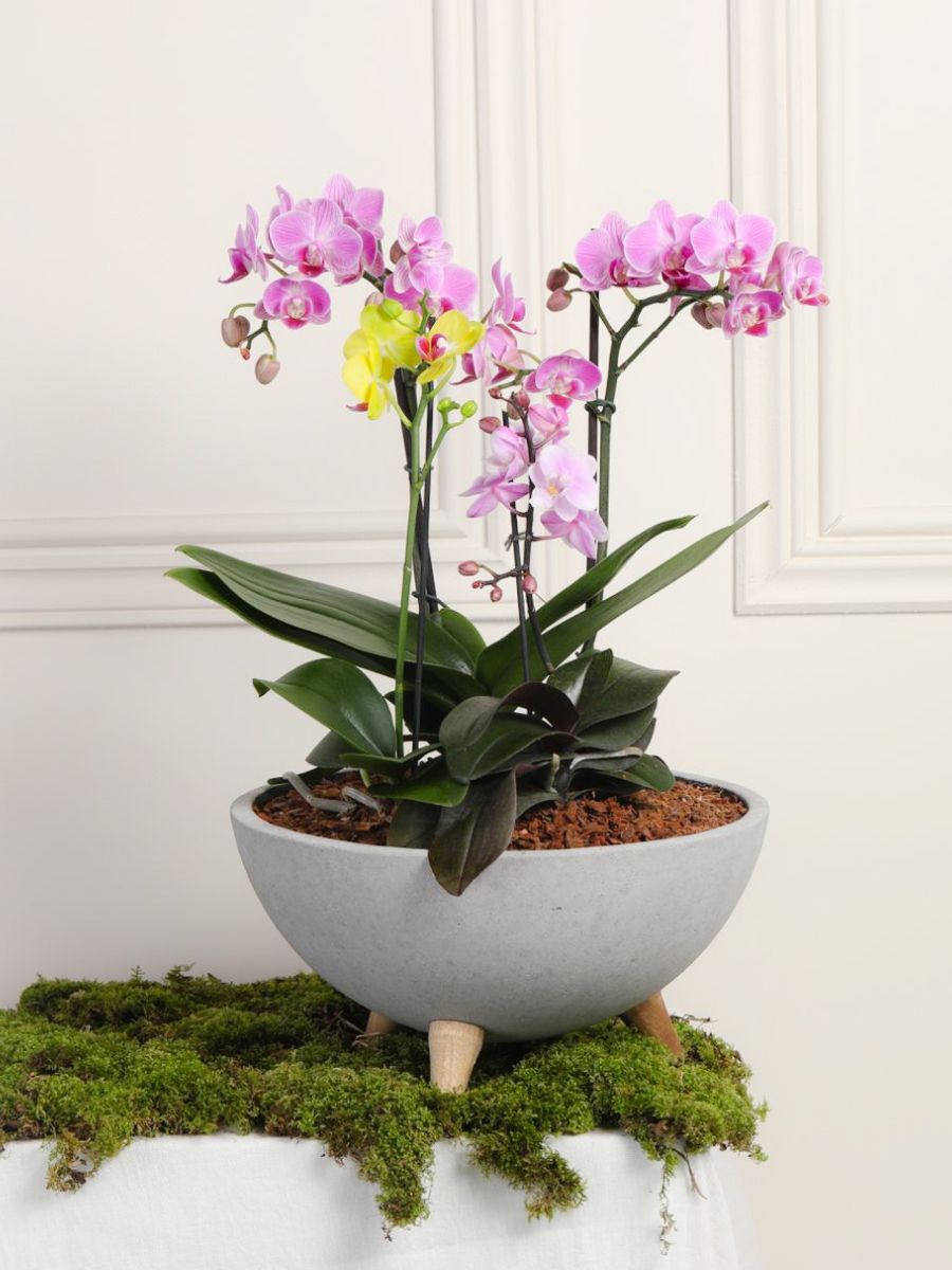 • Arreglo de Orquideas Super Premium (Solo en Medellín)