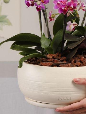 Arreglo de Orquideas Premium Rio (Solo en Medellín)
