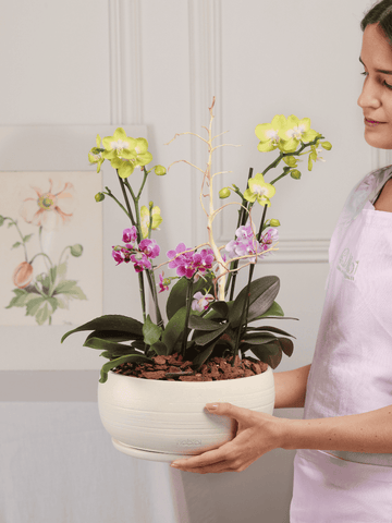 Arreglo de Orquideas Premium Rio (Solo en Medellín)