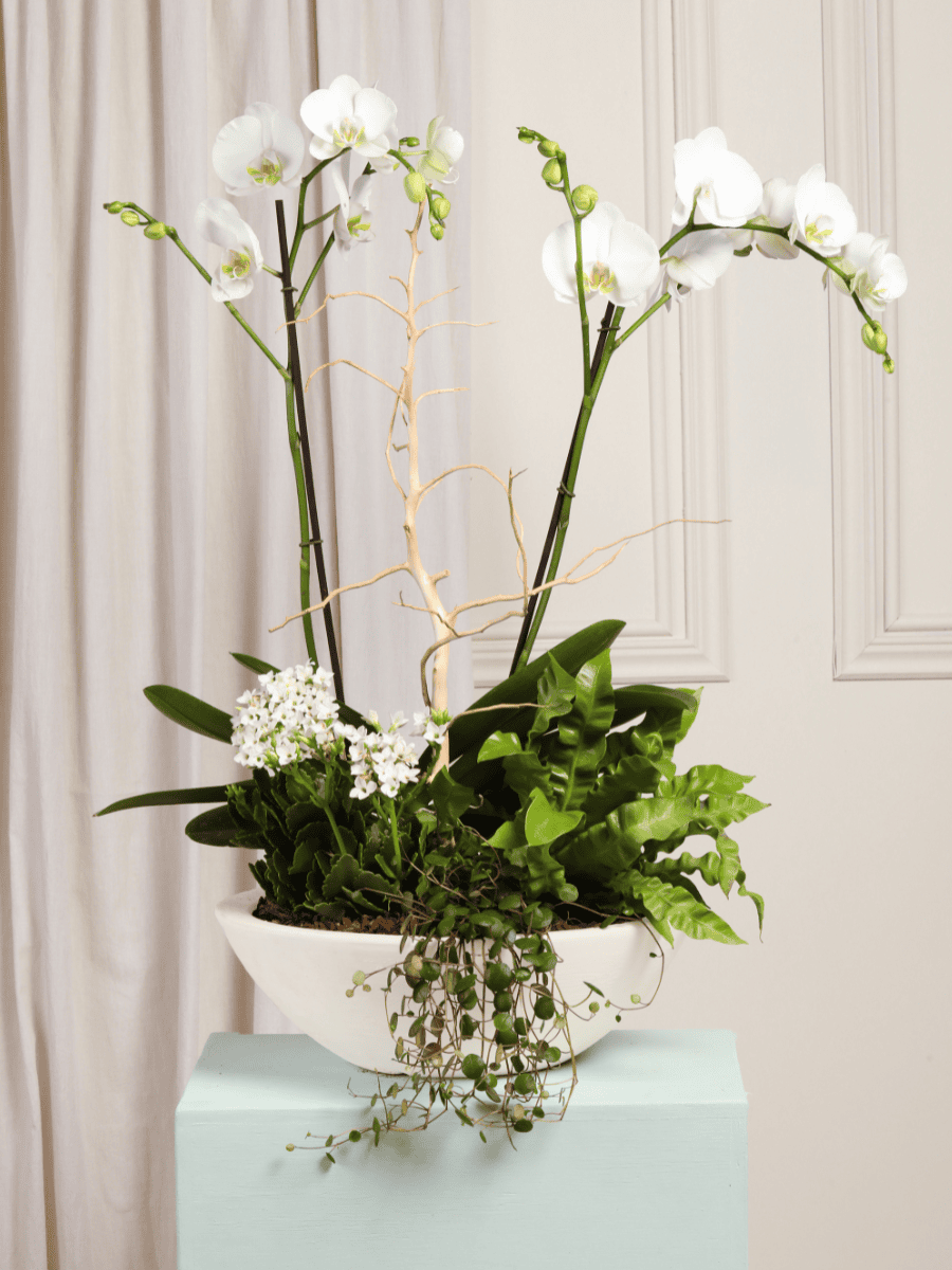 Arreglo de Orquideas Orinoco Blanco (Solo en Medellín)