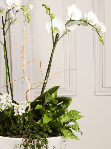 • Arreglo de Orquideas Orinoco Blanco (Solo en Medellín)
