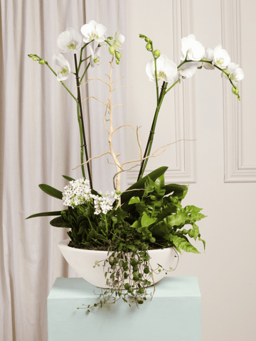 Arreglo de Orquideas Orinoco Blanco (Solo en Medellín)