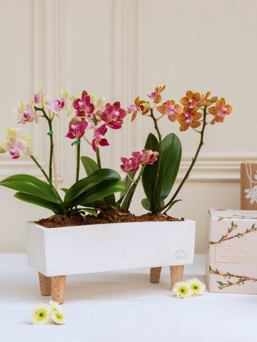 Kit Flora