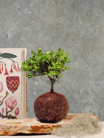 Bonsai Kokedama Osaka en Piedra