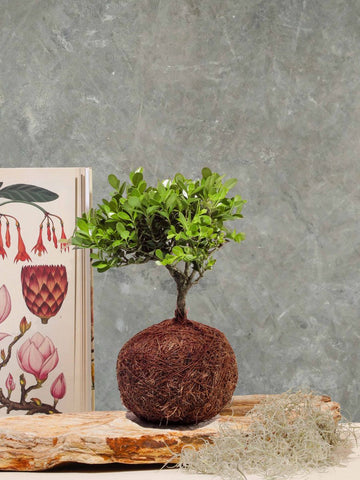 Bonsai Kokedama Osaka en Piedra