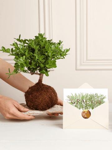Kokedama Buxus Gracias