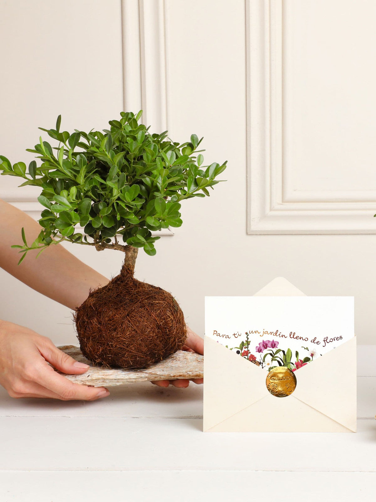 Kokedama Buxus Jardin de Flores