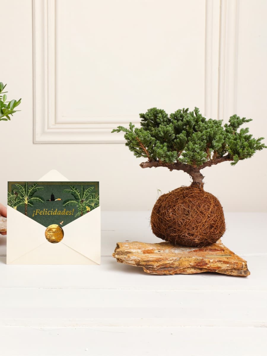 • Kokedama Pino Felicidades