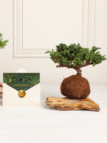 • Kokedama Pino Felicidades