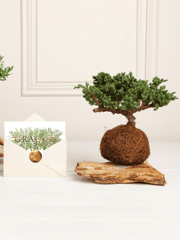 Kokedama Pino Gracias