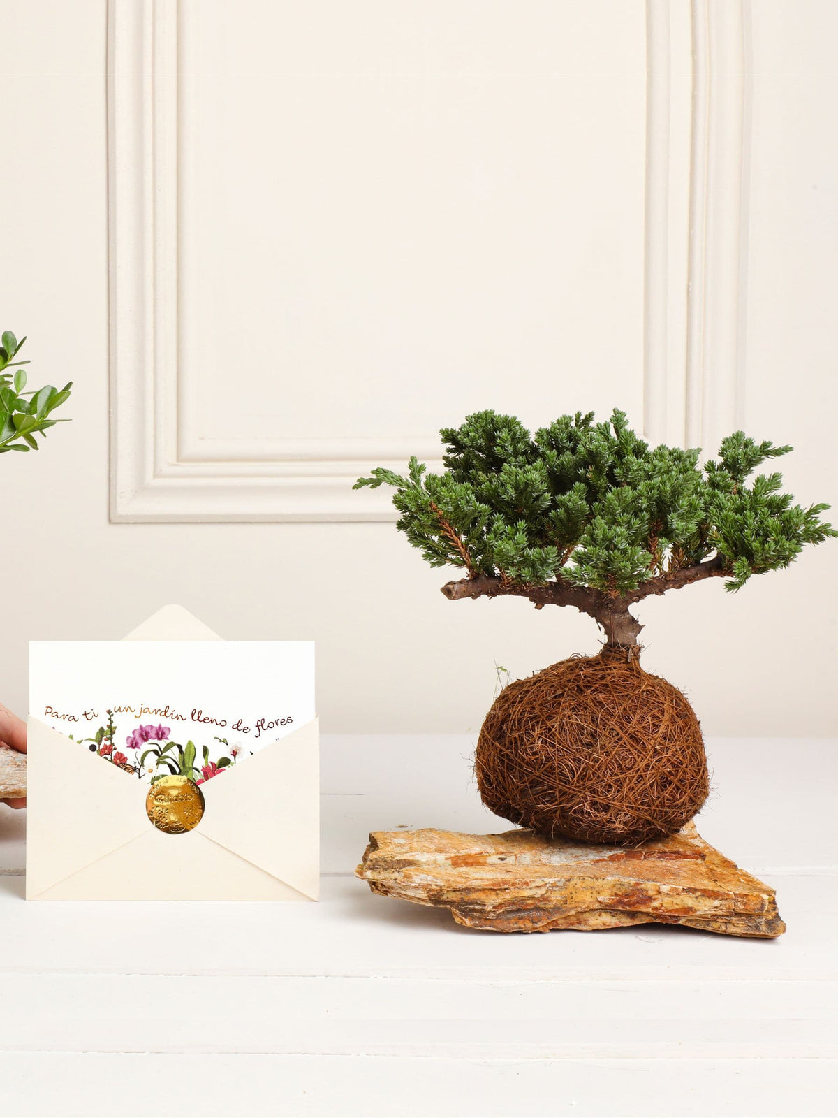 Kokedama Pino Jardin de Flores