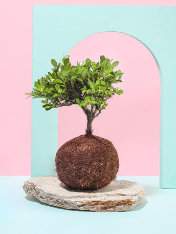 Bonsai Kokedama Osaka en Piedra
