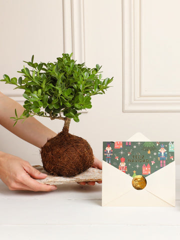Bonsái Kokedama Buxus en Piedra Edición Navidad