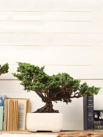 Bonsai Pino Ikigai 7 años