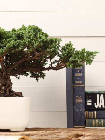 Bonsai Pino Ikigai 7 años