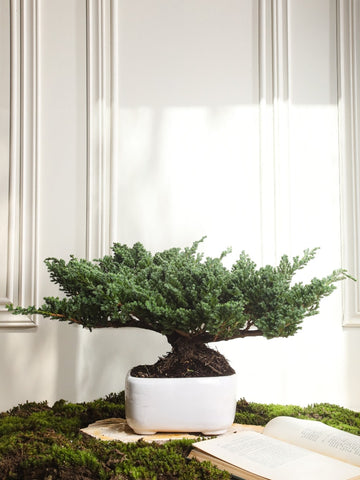 Bonsai Pino Ikigai 7 años