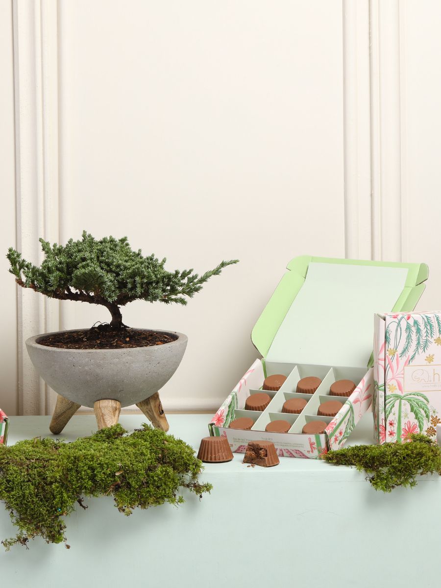 • Bonsai de Pino con Trufas