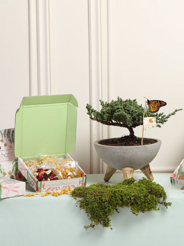 Bonsai de Pino con Infusiones