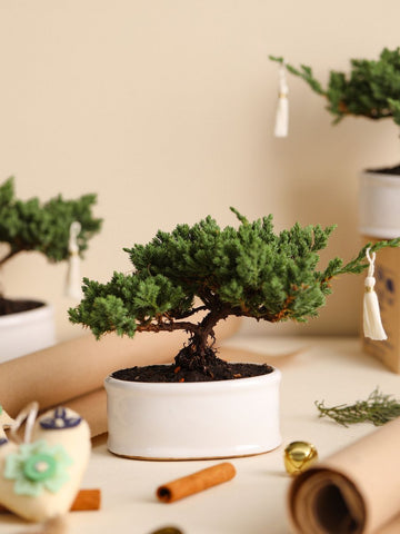 • Bonsai Pino Sakura de 3 Años Edición Navidad