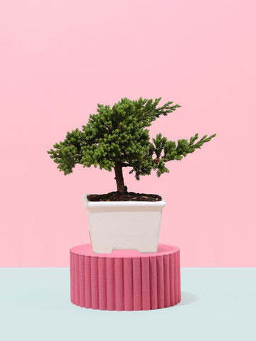 • Mini Bonsai de Pino 2 Años Edición Navidad