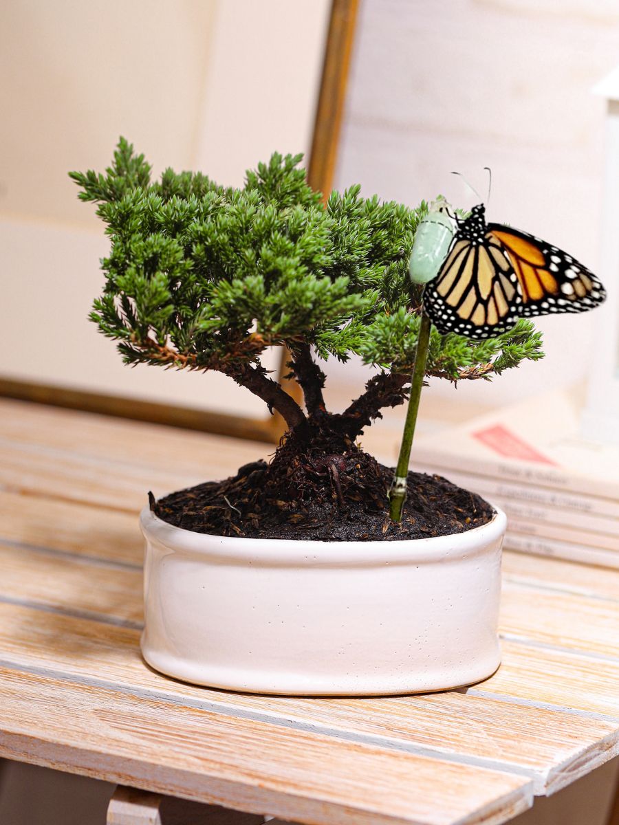 bonsai-de-pino-planta-de-la-eternidad-regalos-de-condolencias-regalos-de-pesame-regalos-de-cumpleanos-crisalida-de-mariposa-capullo-habibi-plantitas_13d06b8c-92b6-411f-a639-8dde7910de86.jpg