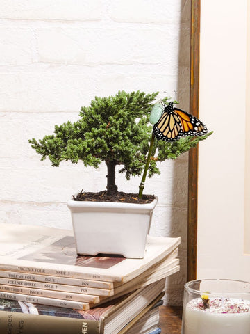 Mini Bonsai Pino Wabi Sabi de 2 años de Edad
