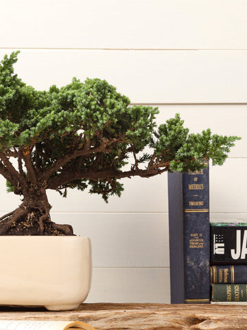 bonsai-de-pino-planta-de-la-suerte-regalos-planta-de-interior-planta-de-la-eternidad-regalo-para-hombres-regalos-de-cumpleanos-habibi-plantitas.jpg