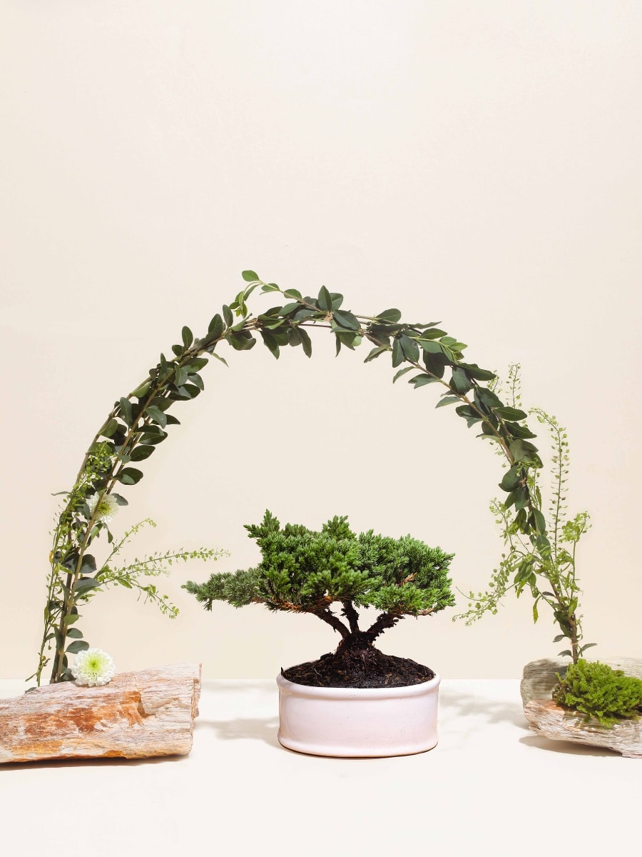• Bonsai de Pino 3 Años de Edad