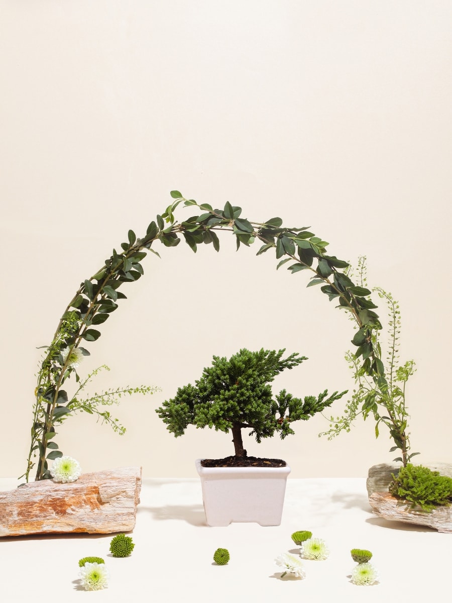 • Mini Bonsai Pino Wabi Sabi de 2 Años