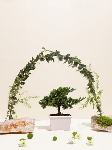 • Mini Bonsai Pino Wabi Sabi de 2 Años