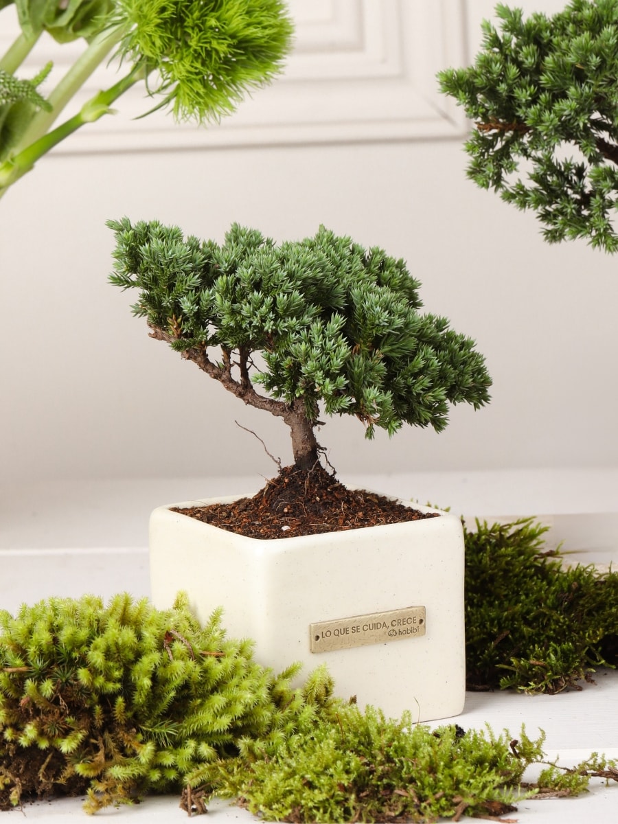 Bonsai "Lo que se Cuida, Crece"