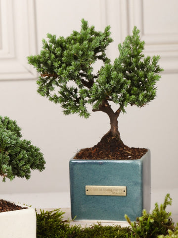 Bonsai "Lo que se Cuida, Crece" Verde