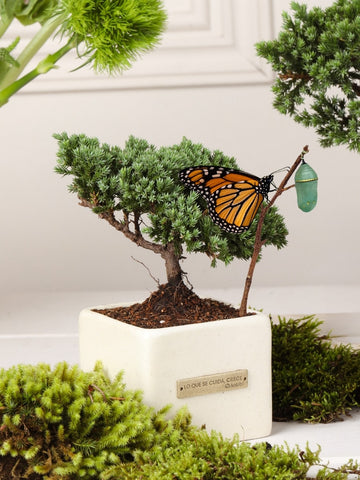 Bonsai "Lo que se Cuida, Crece"