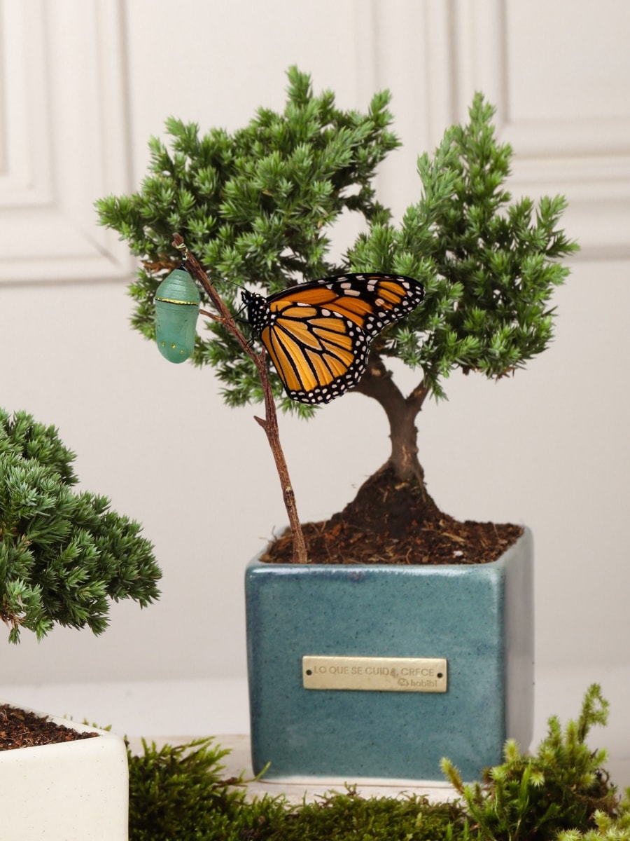 Bonsai "Lo que se Cuida, Crece" Verde