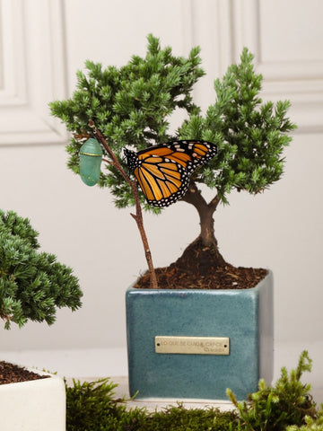 Bonsai "Lo que se Cuida, Crece" Verde